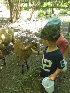 Wycieczka do gospodarstwa agroturystyczneg Owieczka